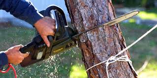 Best Utility Line Clearance  in , MN