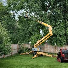 Best Tree Preservation Services  in , MN