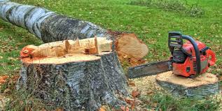 Best Fruit Tree Pruning  in , MN