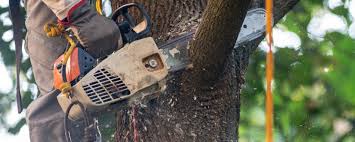 Best Tree Disease Treatment  in , MN