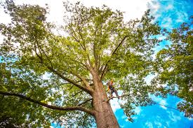 Best Root Management and Removal  in , MN