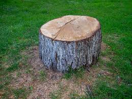 Best Tree Health Inspection  in , MN