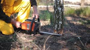 Best Emergency Tree Removal  in , MN