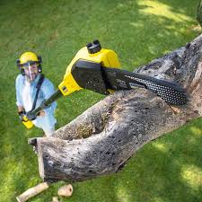 Best Seasonal Cleanup (Spring/Fall)  in , MN