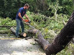 Best Tree Removal  in , MN