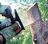 Best Leaf Removal  in , MN