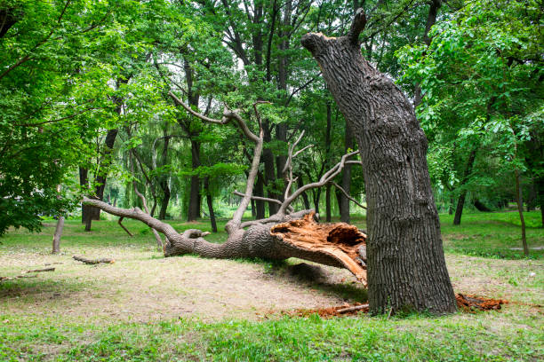 Best Tree Risk Assessment  in , MN