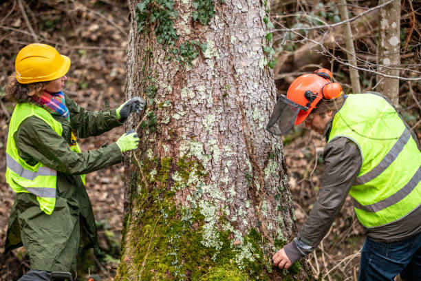  , MN Tree Care Pros