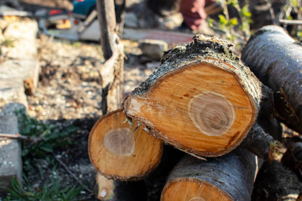 Best Tree Cabling and Bracing  in , MN