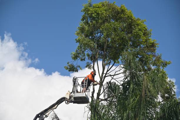 Best Soil Testing and Treatment  in , MN