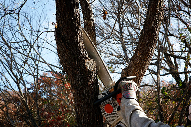  , MN Tree Care Pros