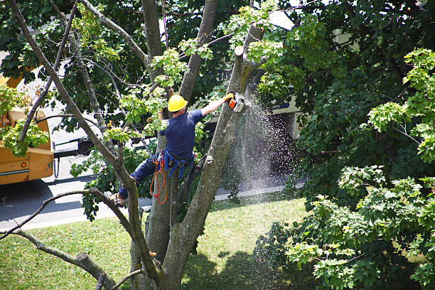 Best Hedge Trimming  in , MN