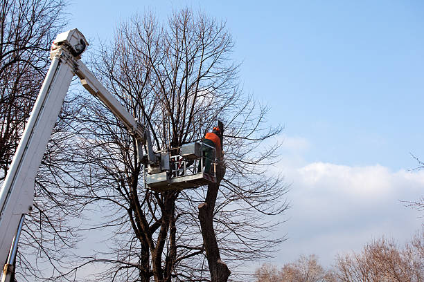 Best Commercial Tree Services  in , MN